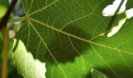 树叶最新爆料视频大全,揭秘娱乐圈幕后真相